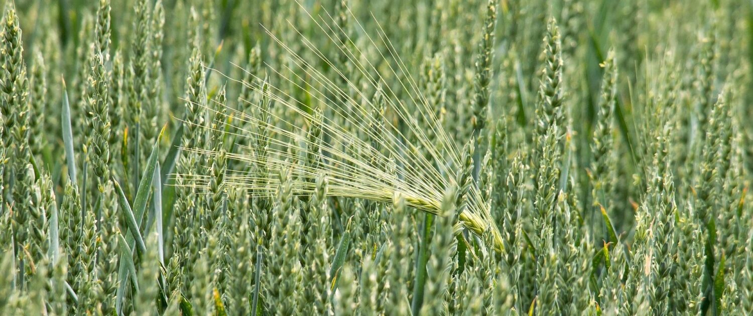 wheat-797086_1920-1500x630 Zukunft der Ernährung - auf Börsenniveau diskutiert 