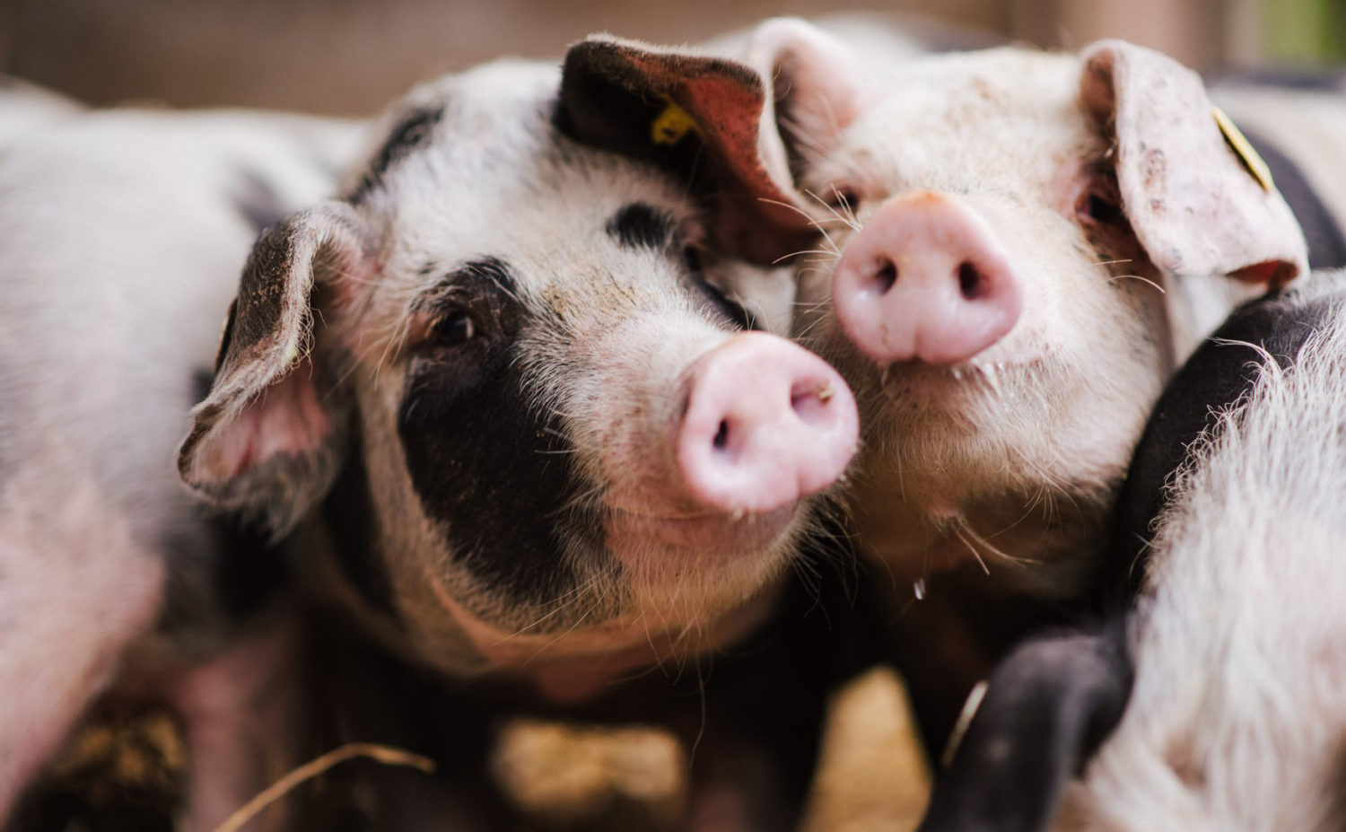 Bentheimer-Schweine Biohof Rülfing: Saugut für Mensch, Natur und Umwelt