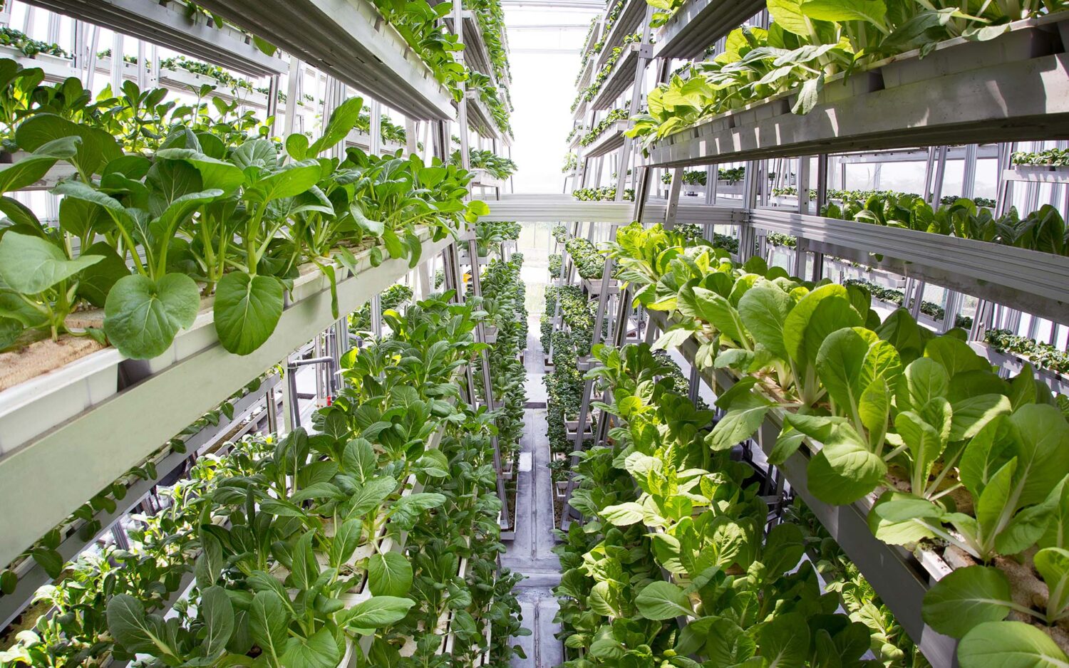 Sky-Greens-scaled Hype um urbane Landwirtschaft: Der Milliardenmarkt der Zukunft