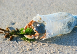 meeresmuell-mikroplastik-teaser-1-260x185 Weniger Müll durch digitalen Umweltschutz