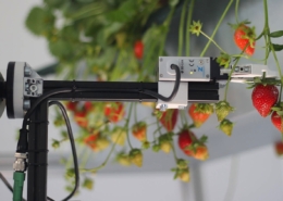 Organifarms-Ernteroboter-1-260x185 Die grüne Revolution: Obst und Gemüse wachsen künftig in Städten