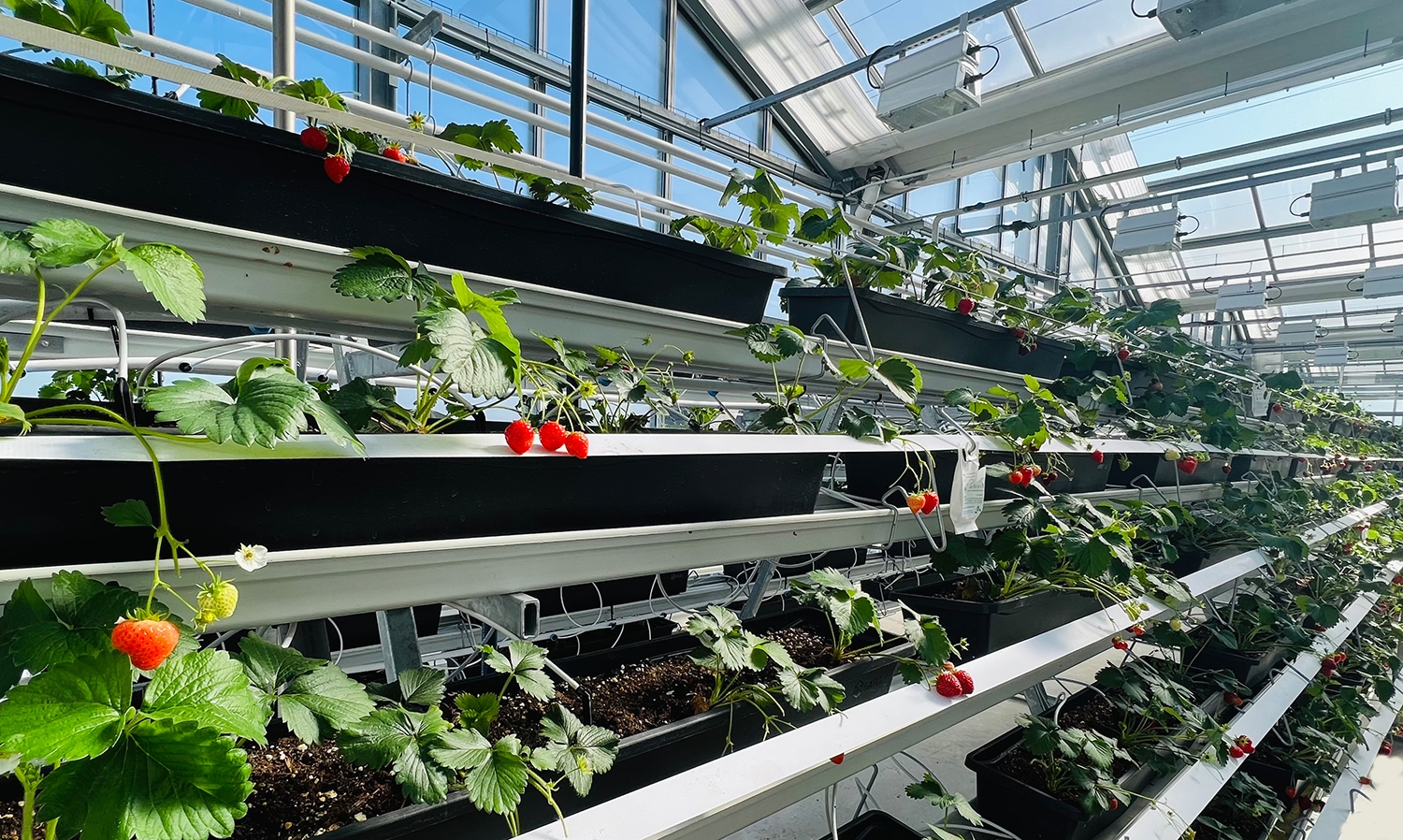 Vertical_Farming Organifarms: Ernteroboter Berry erobert die urbane Landwirtschaft